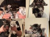 9 chatons Maine Coon LOOF à vendre