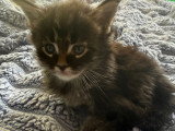 9 chatons Maine Coon LOOF à vendre