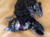 7 chatons Maine Coon LOOF à vendre