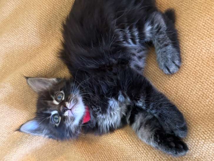 8 chatons Maine Coon LOOF à vendre