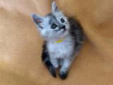 7 chatons Maine Coon LOOF à vendre