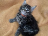 7 chatons Maine Coon LOOF à vendre