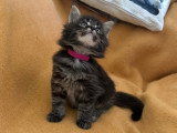 7 chatons Maine Coon LOOF à vendre