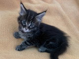 7 chatons Maine Coon LOOF à vendre