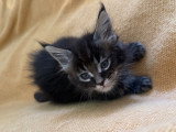 7 chatons Maine Coon LOOF à vendre