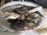 8 chatons Maine Coon LOOF à vendre