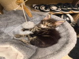 8 chatons Maine Coon LOOF à vendre