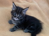 8 chatons Maine Coon LOOF à vendre