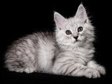 5 chatons Maine Coon LOOF à vendre