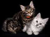 5 chatons Maine Coon LOOF à vendre