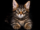 5 chatons Maine Coon LOOF à vendre