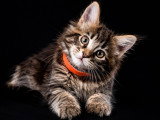 5 chatons Maine Coon LOOF à vendre