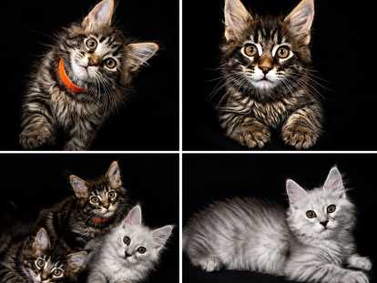 6 chatons Maine Coon LOOF à vendre