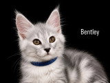 5 chatons Maine Coon LOOF à vendre