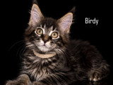 5 chatons Maine Coon LOOF à vendre