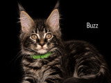 5 chatons Maine Coon LOOF à vendre