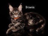 5 chatons Maine Coon LOOF à vendre