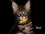 5 chatons Maine Coon LOOF à vendre