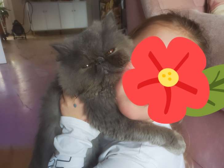 Mâle Persan bleu à vendre