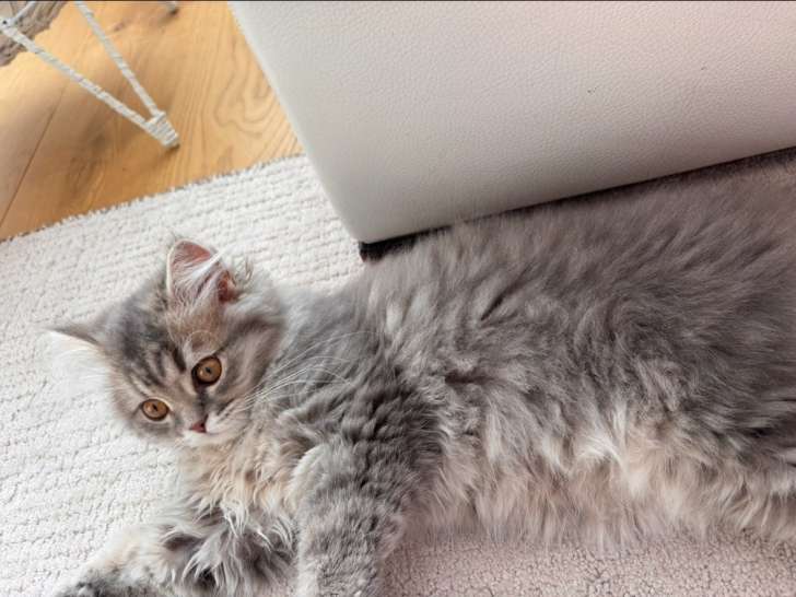 Chatonne British Longhair à vendre