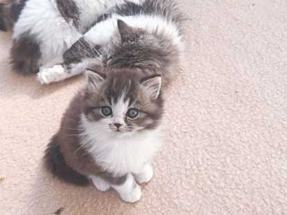 Magnifiques chatons British Longhair chocolat à vendre