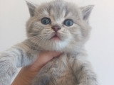 Magnifiques chatons British Longhair chocolat à vendre