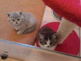 Magnifiques chatons British Longhair chocolat à vendre