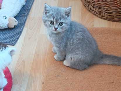Magnifiques chatons British Longhair chocolat à vendre