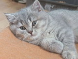 Magnifiques chatons British Longhair chocolat à vendre