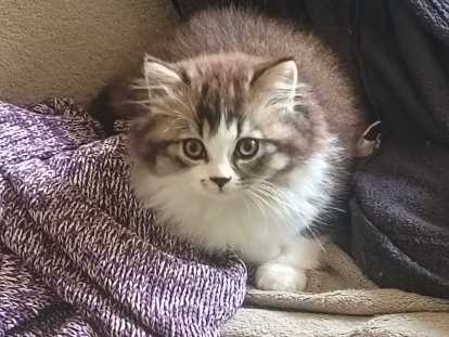 Magnifiques chatons British Longhair chocolat à vendre