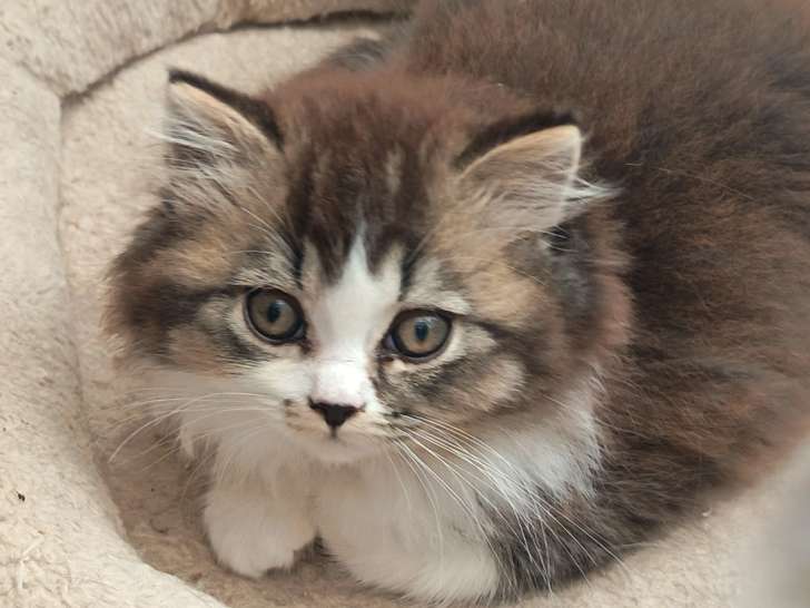 Chaton blh bicolore chocolat et blanc