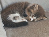 Chaton blh bicolore chocolat et blanc