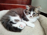 Chaton blh bicolore chocolat et blanc