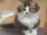 Chaton blh bicolore chocolat et blanc