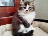 Chaton blh bicolore chocolat et blanc