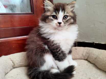 Chaton blh bicolore chocolat et blanc
