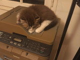 Chaton blh bicolore chocolat et blanc