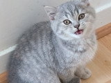 Chaton blh bicolore chocolat et blanc