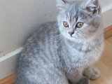 Chaton blh bicolore chocolat et blanc