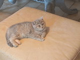 Chaton blh bicolore chocolat et blanc