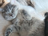 Chaton blh bicolore chocolat et blanc