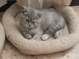 Chaton blh bicolore chocolat et blanc