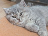 Chaton blh bicolore chocolat et blanc