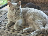 Chaton blh bicolore chocolat et blanc