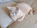 Chaton blh bicolore chocolat et blanc