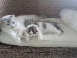 Chaton blh bicolore chocolat et blanc