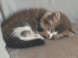 Chaton blh bicolore chocolat et blanc