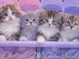 Chaton blh bicolore chocolat et blanc