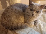 Chaton blh bicolore chocolat et blanc