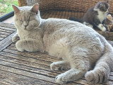 Chaton blh bicolore chocolat et blanc